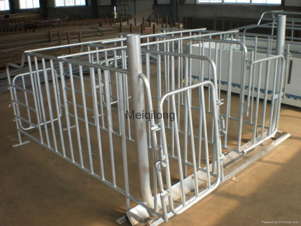 Pig Gestation stall with feed drop tube 3