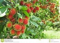 fresh rambutan