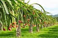 fresh dragon fruit