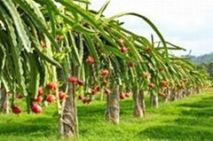 fresh dragon fruit