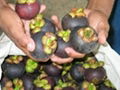 fresh mangosteen