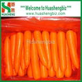 Fresh carrots 1