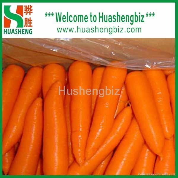 Fresh carrots 3