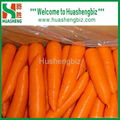 Fresh carrots 3