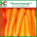 Fresh carrots 5