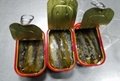 Best canned sardine fish price125g