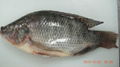 Frozen Black Tilapia