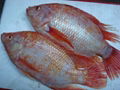 Frozen Black Tilapia 4