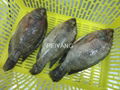 Frozen Tilapia WGS 1