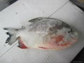 Frozen red pomfret 1