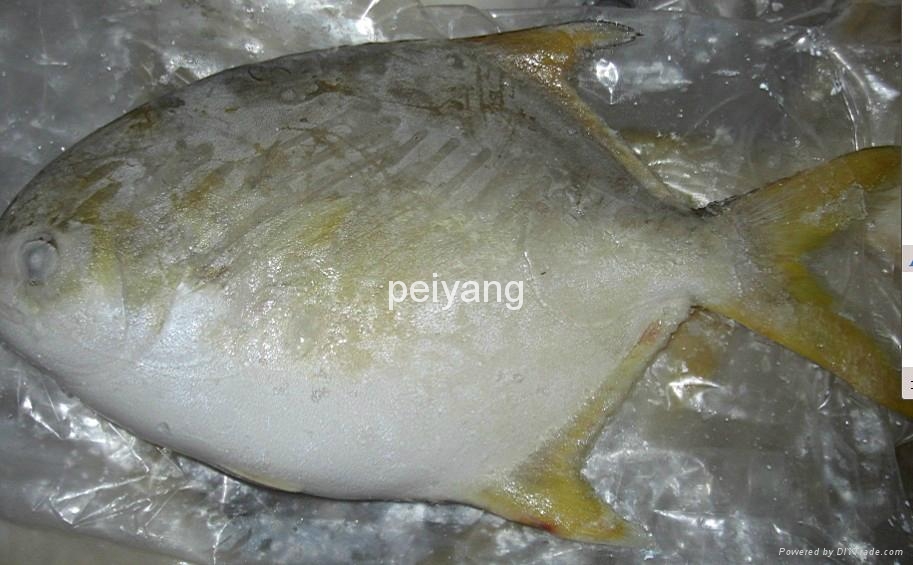 Frozen Golden Pompano (China Trading Company) Aquatic Products