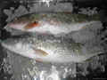 Frozen Red Drum Fish