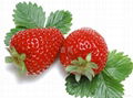 草莓 1