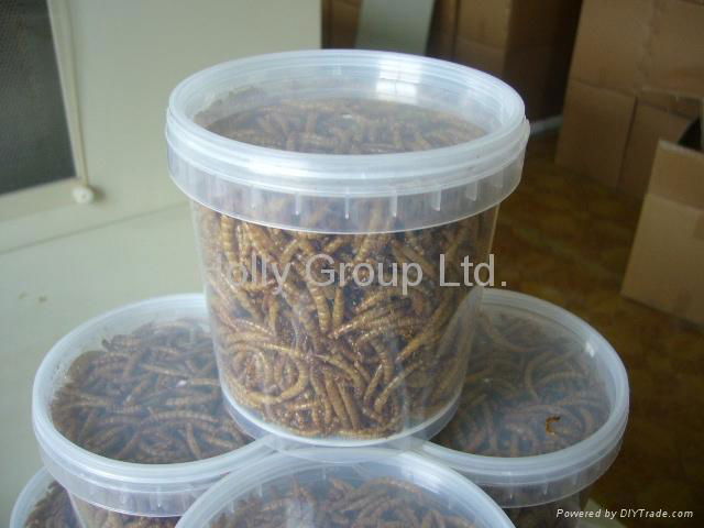 Dried Mealworm 4
