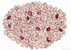 light speckled kidney bean- American round