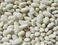 Small white kidney beans 1