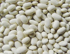 Small white kidney beans