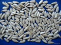 sunflower seeds kernels-confectionery