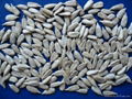 sunflower seeds kernels-confectionery 1