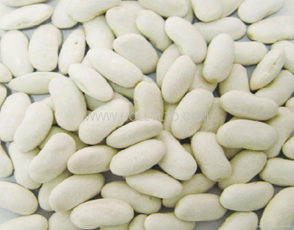 white kidney beans - long shape