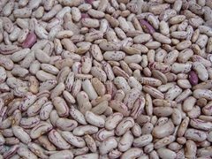 light speckled kidney beans- long shape