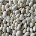 Small white kidney beans 3