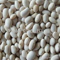 Small white kidney beans