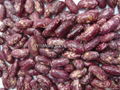 Red speckled kidney bean 2