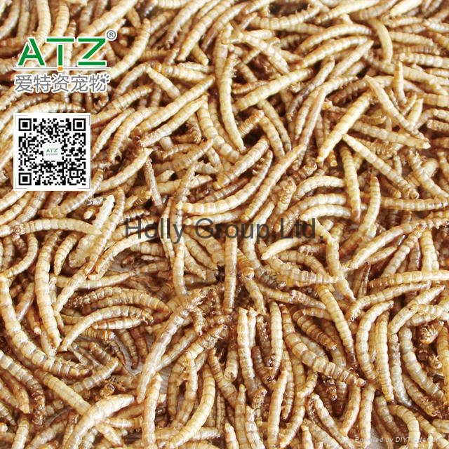 dried mealworm atz (China Manufacturer) Aquatic Products
