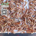 dried river shrimp 1