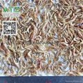dried river shrimp 2