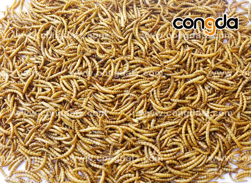 dried mealworm congda with protein 52.5 min. (China Manufacturer