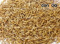 Dried Mealworms