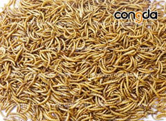 Dried Mealworms (Hot Product - 1*)