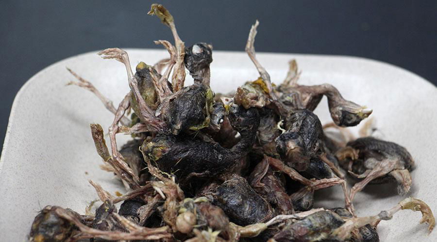 freeze-dried quail - China 