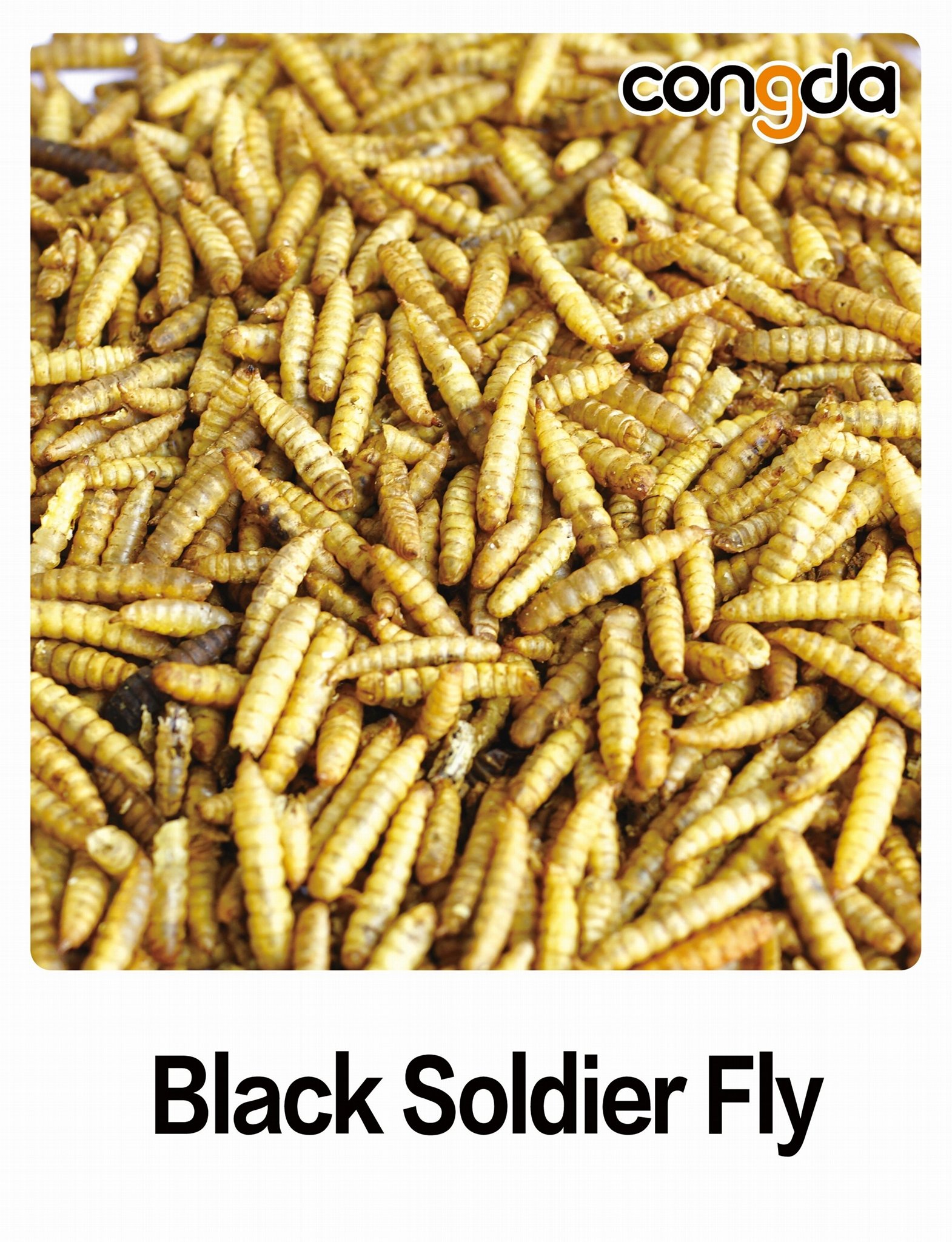 Dried Black Soldier Fly 2