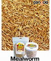 Dried Mealworms