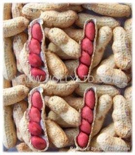 Red skin peanut inshell 1