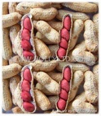 red skin peanut inshell