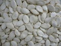 white pumpkin seeds