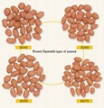 raw peanut kernels round shape