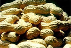 raw peanut inshell 