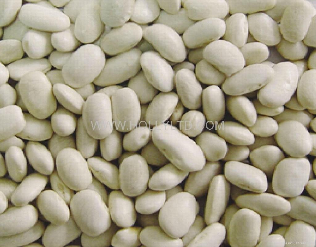  white kidney bean- medium