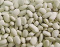  white kidney bean- medium 1