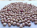 light speckled kidney bean-Xinjiang