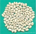  white kidney bean- medium 2