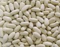Small white kidney beans 2