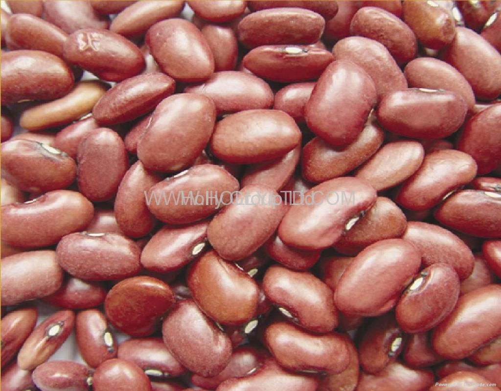 Red kidney bean  2