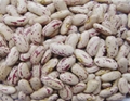 light speckled kidney beans- long shape 2