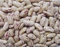 light speckled kidney beans- long shape